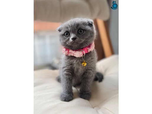 SEVİMLİ BICIRLARIM TESLİME HAZIR