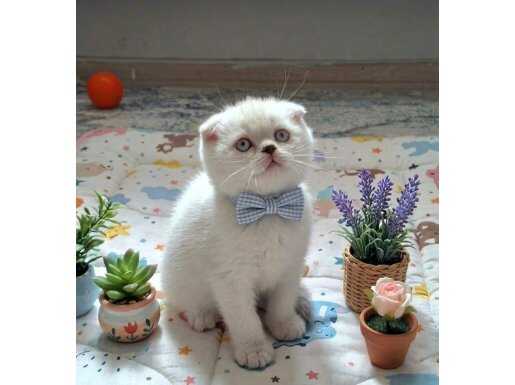 Bal surat bebekler teslime hazır