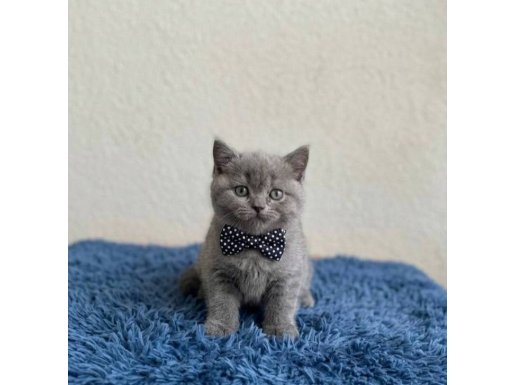 cana yakın Safkan bebeğim teslime hazır