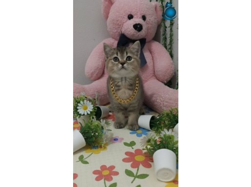 MUHTEŞEM BLACK GOLDEN BEBEKLER TESLİME HAZIR