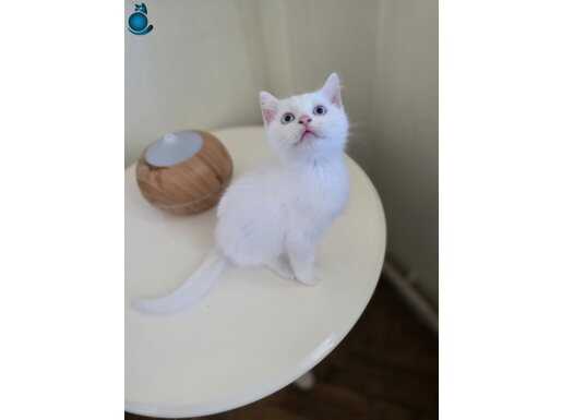 ŞİRİNLER TESLİME HAZIR