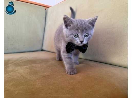 NEŞELİ PATİLER TESLİME HAZIR