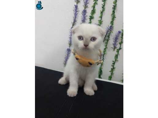 PAMUK PRENS TESLİME HAZIR