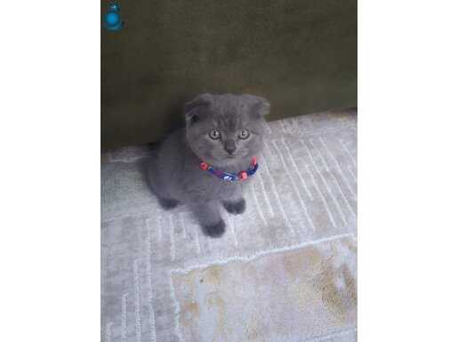 BAL KÜPÜ TESLİME HAZIR