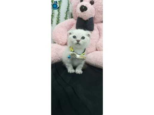 SEVİMLİ BICIRIK TESLİME HAZIR