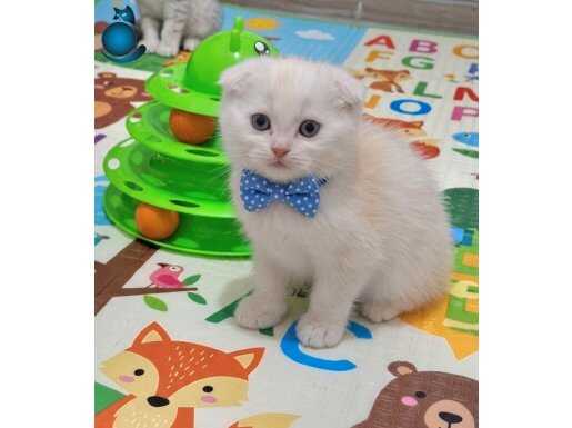 EVDE DOĞAN UYSAL VE PAPYONLU SCOTTISH FOLD TOSBİKLER