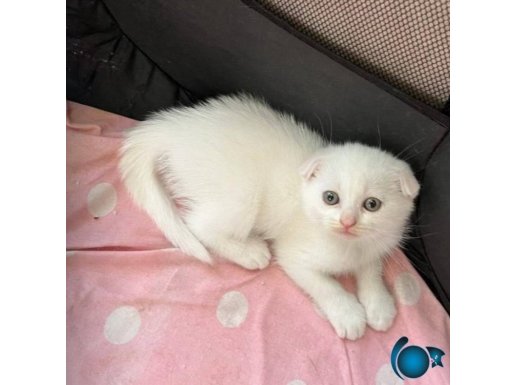 YUMURCAKLAR YENİ YUVAYA GİTMEYE HAZIR