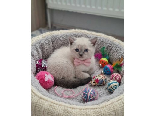 Can Dostunuz Olacak Güzellik