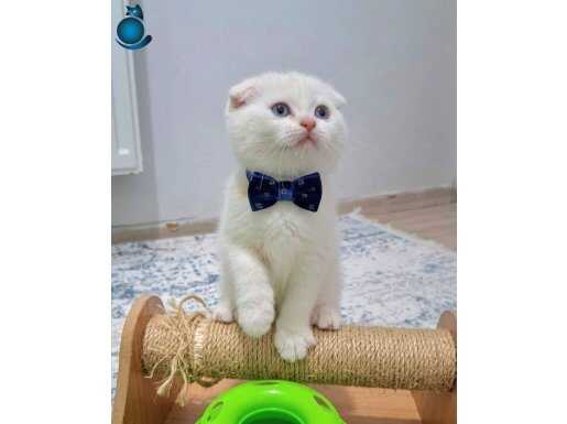 İncili ve Papyonlu Beyaz Rüya: Evcil Scottish Fold Yavrusu