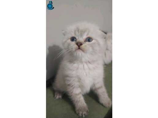 BU TATLILIK KİMSEDE YOKK