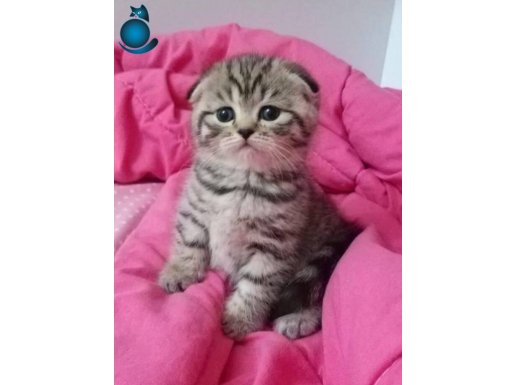 TOP SURAT KIZIM TESLİME HAZIR