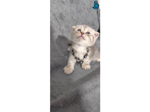 Cana yakın minnoş teslime hazır