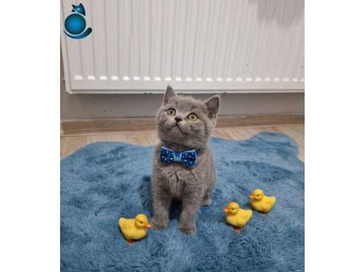 Oyuncak Değildir :) Teslime Hazır