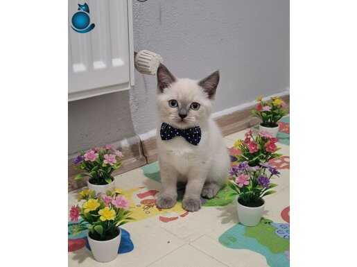 MAVİŞ GÖZLÜ YAVRUM TESLİME HAZIR