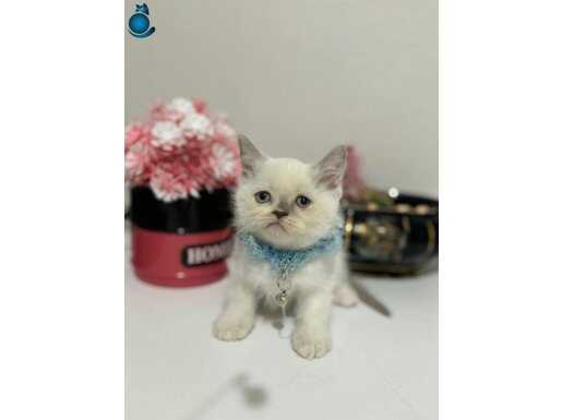 BONCUK PAMUĞUM TESLİME HAZIR