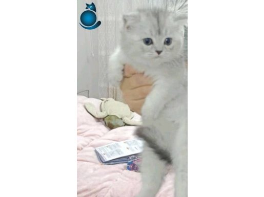 BRİTSH SCOTSH KARDEŞLER TESLİME HAZIR