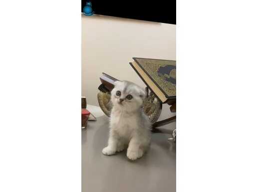 GÜZELLİK KONUŞUYOR TOP SURAT YAVRUM TESLİME HAZIR