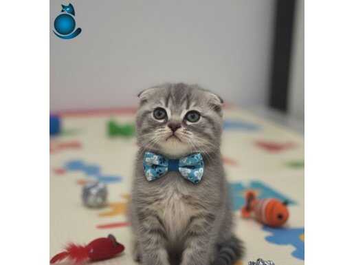 Bu güzellik şakamı.. bal surat bebek teslime hazır