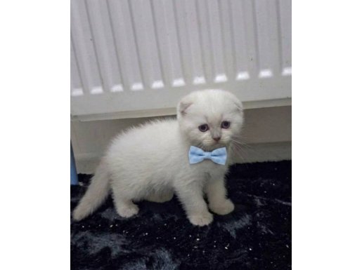 Tombik Surat Sevimli Bebekler Teslime Hazır