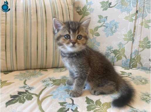 BLACK GOLDEN BEBEKLER TESLİME HAZIR