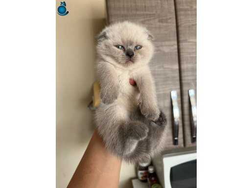 BAL SURAT TOMBİŞ YAVRUMUZ TESLİME HAZIR