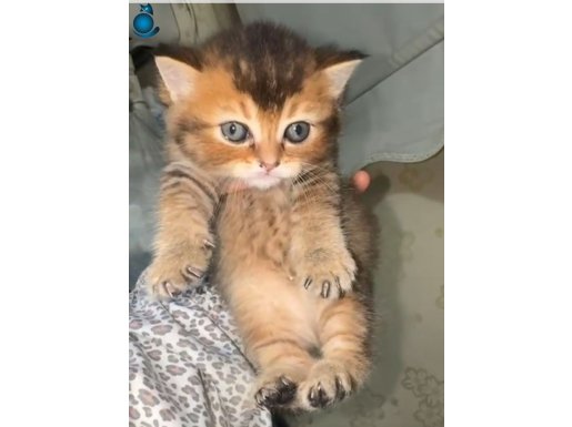 BLACK GOLDEN REZERVEYE AÇIK BEBEĞİM