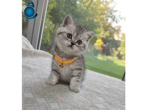 TOMBİŞ BEBEĞİM TESLİME HAZIR