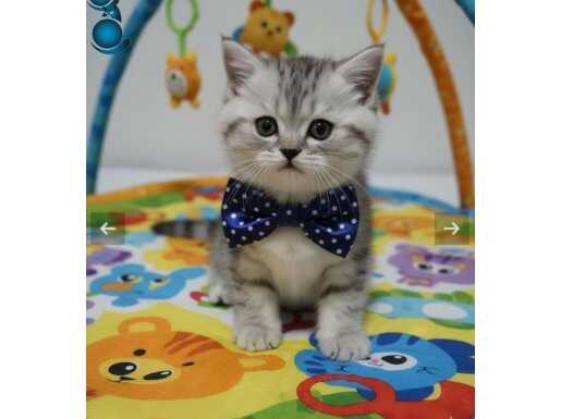 TAM SEVMELİK BICIRIK