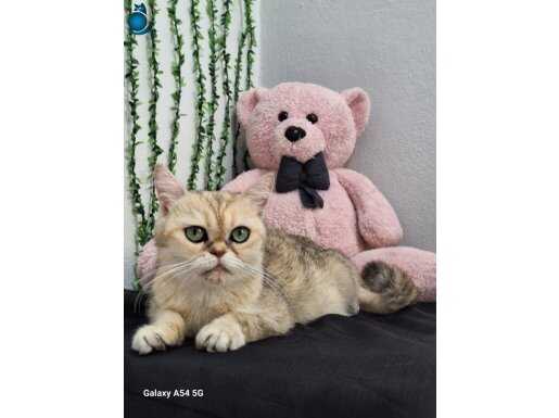 DİŞİ GOLDEN NY12 2 YAŞINDA KISIR DEĞİL