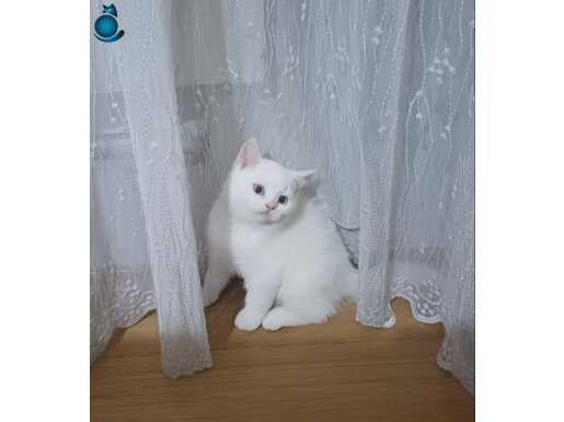 Pamuk yavrumuz teslime hazır