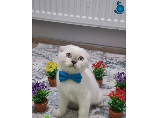 2.5 AYLIK ERKEK SCOTSH FOLD TESLİME HAZIR SAKİN UYUMLU