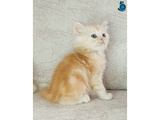 SARI ŞEKER TESLİME HAZIR