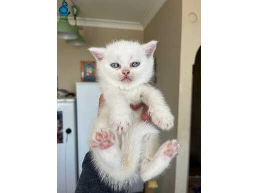 KAR BEYAZ PAMUKLAR TESLİME HAZIR