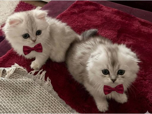 Sevimli paticikler teslime hazır