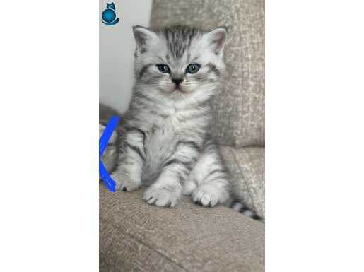 SEVİMLİ BICIRIK TESLİME HAZIR