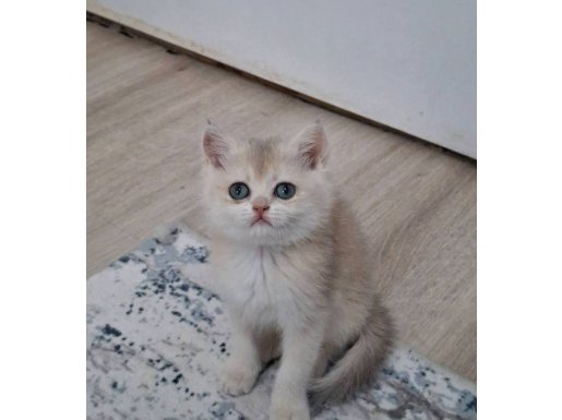 Cy12 Golden&nbsp;British Shorthair Safkan Bebek