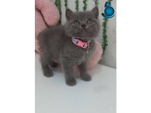 GÜZELLİK BEBEĞİM TESLİME HAZIR