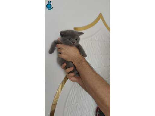 SEVİMLİ AFACAN YAVRUMUZ TESLİME HAZIR