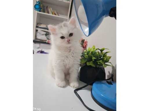 TÜYLÜ ŞİRİNEM TESLİME HAZIR