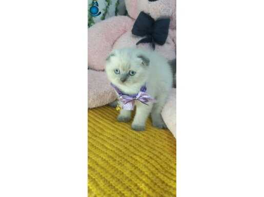 MÜKEMMEL SURAT MİNNOŞ TESLİME HAZIR