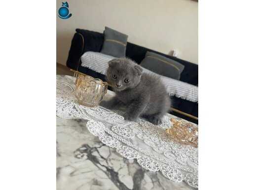 SEVİMLİ MİNNOŞ TESLİME HAZIR