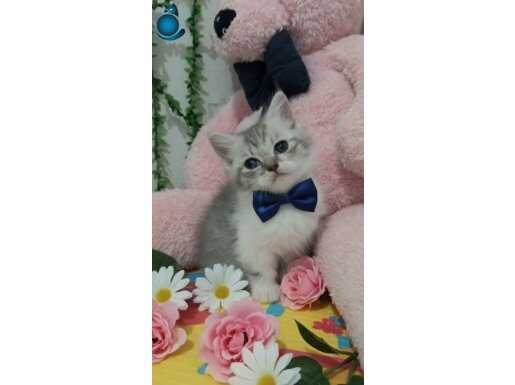 BU GÜZELLİK EVİNİZE NEŞE GETİRİR