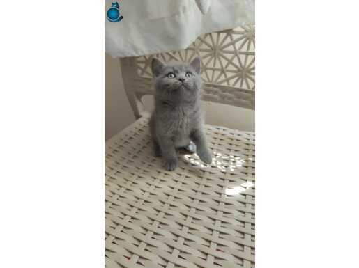 GÜZELLİĞİM TESLİME HAZIR