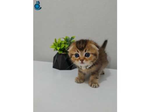 BLACK GOLDEN BEBEKLER TESLİME HAZIR