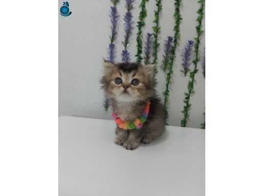 LONG HAİR BLACK GOLDEN