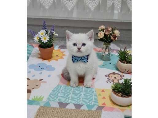 Sevimli Afacanlar Yeni Yuvaya Gitmeye Hazır