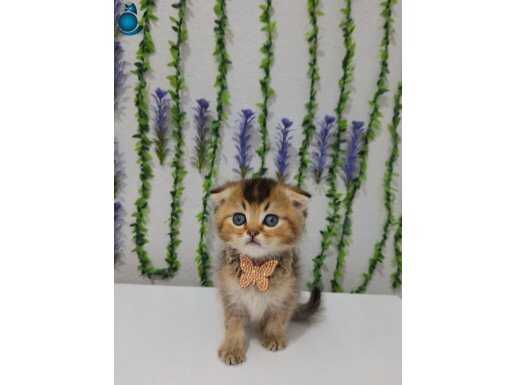 BLACK GOLDEN MİNNOŞLAR TESLİME HAZIR