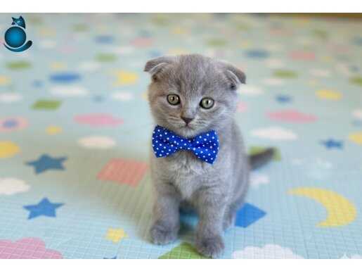 NEŞE KAYNAĞI BEBEK TESLİME HAZIR