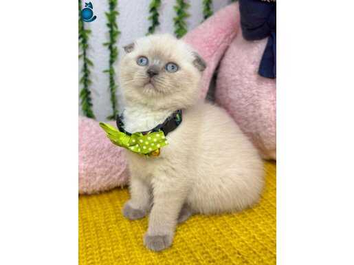 EVİNİZE NEŞE GETİRMEYE GELDİK.DİŞİ BLUPOİNT