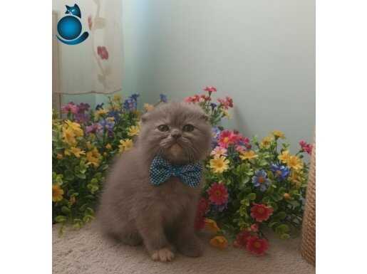 Bal surat ponçik teslime hazır